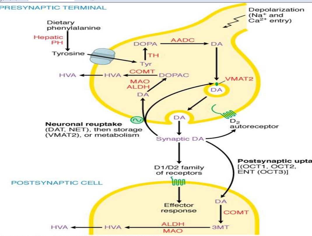 سیناپس دوپامین