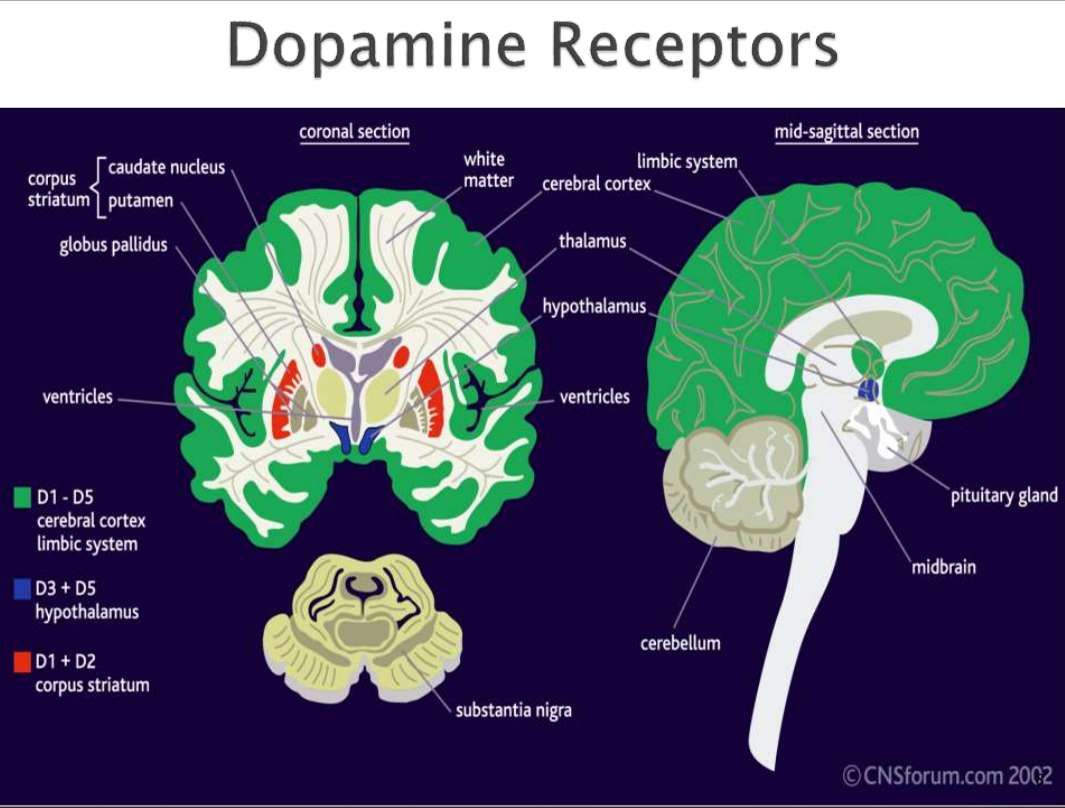 گیرنده های دوپامین