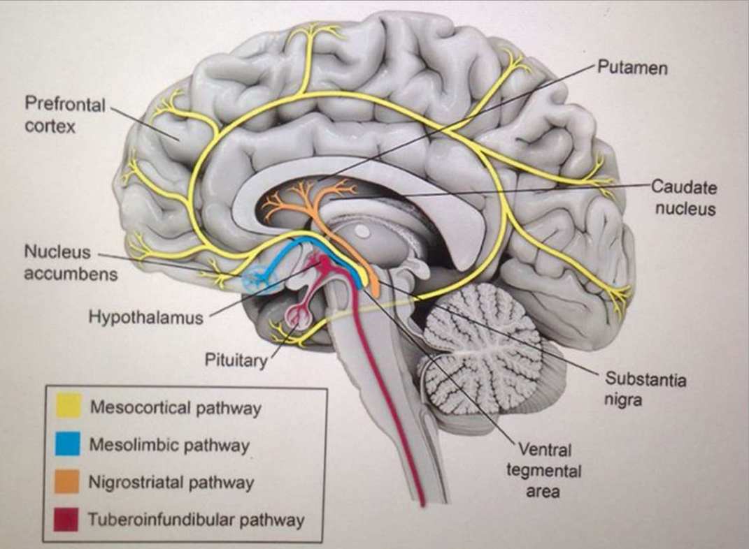 مسیرهای دوپامینرژیک