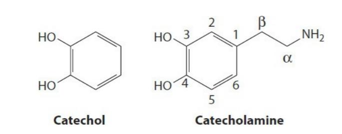 ساختار شیمیایی کاتکول آمین ها یک گروه اتیلامین به یک هسته کاتکول در موقعیت 1 متصل است.