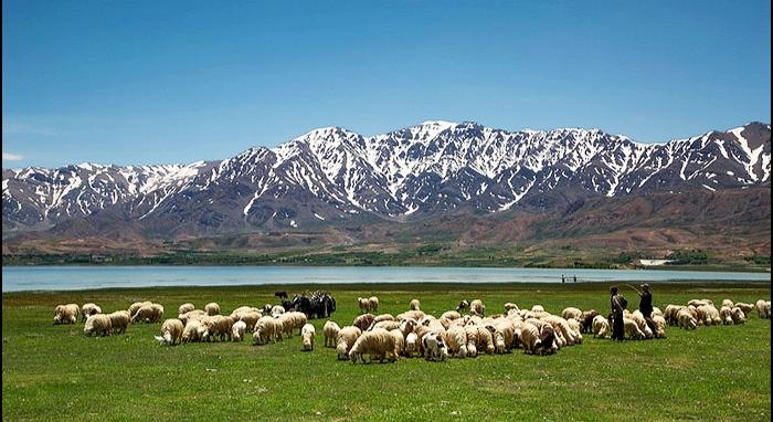 دامداری و گله در چغاخور