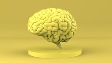 LTP در اسبک مغز؛ انواع تقویت طولانی مدت در هیپوکمپ
