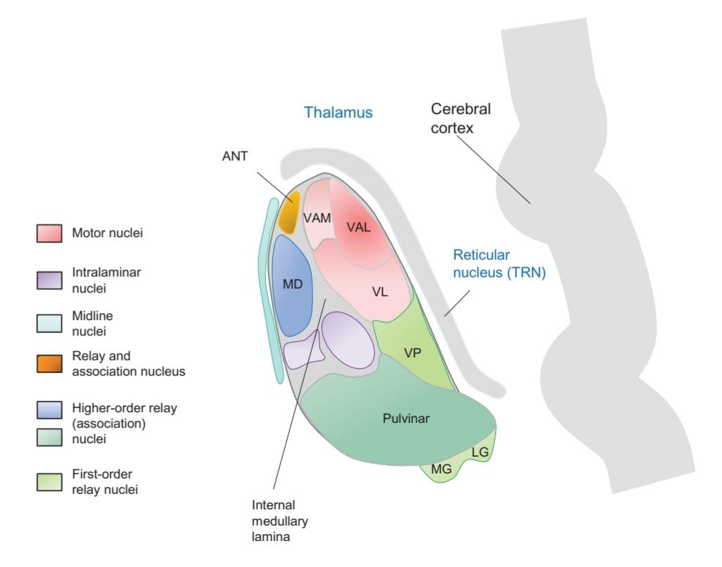 شکل 26.1 اجزای تالاموس