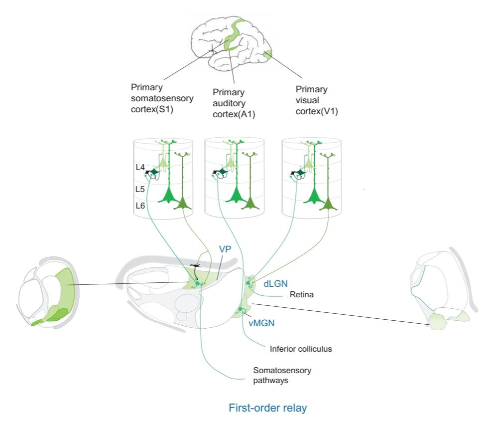 شکل 26.2 هسته های تقویتکننده مرتبه اول