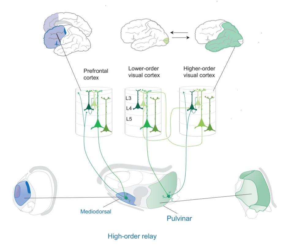 شکل 26.3 هسته های تقویتکننده مرتبه بالاتر