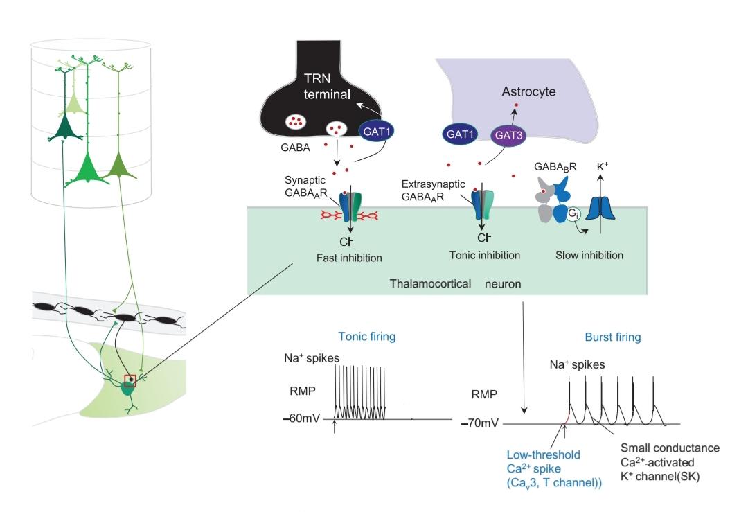 شکل 26.6 اثرات ورودی های شبکه تالاموس بر نورون های تالاموکورتیکال