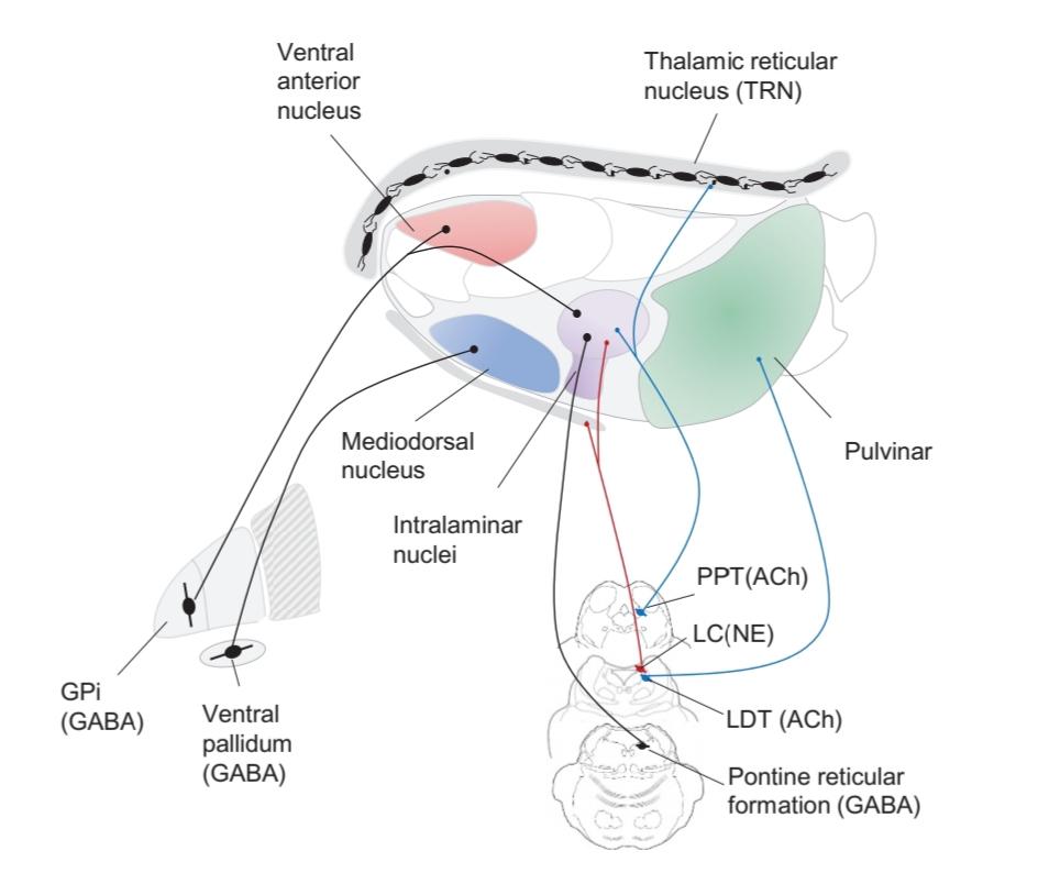 شکل 26.7 ورودی های خارج تالاموسی که فعالیت تالاموس را تنظیم می کنند