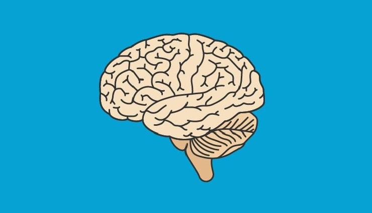 نوروساینس؛ ترجمه فصل مخچه از کتاب علوم اعصاب اریک کندل