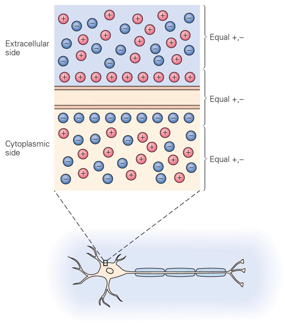 شکل 9-1 پتانسیل غشای سلولی ناشی از جداسازی بارهای خالص مثبت و منفی خالص در دو طرف غشاء است