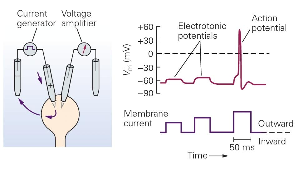 شکل 9-2C دپلاریزاسیون