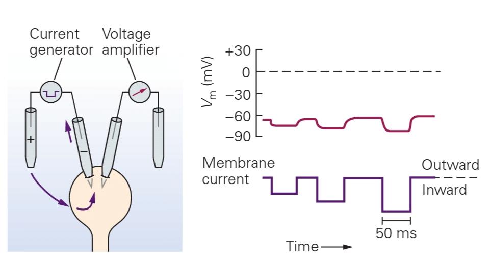 شکل 9-2D‌ هایپرپولاریزاسیون