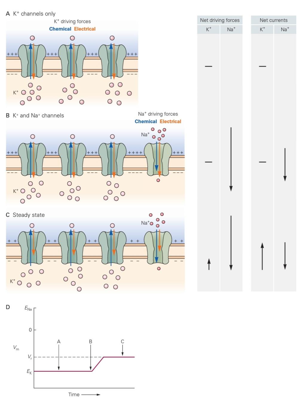 شکل 9-4 پتانسیل استراحت یک سلول با نسبت انواع مختلف کانال‌های یونی که باز هستند