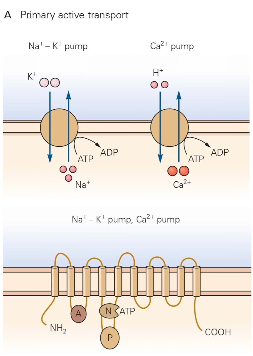 شکل 9-5 پمپ‌ها و انتقال دهنده‌ها گرادیان غلظت شیمیایی یون‌های +Na+، K+، Ca2 و-CI را تنظیم می‌کنند