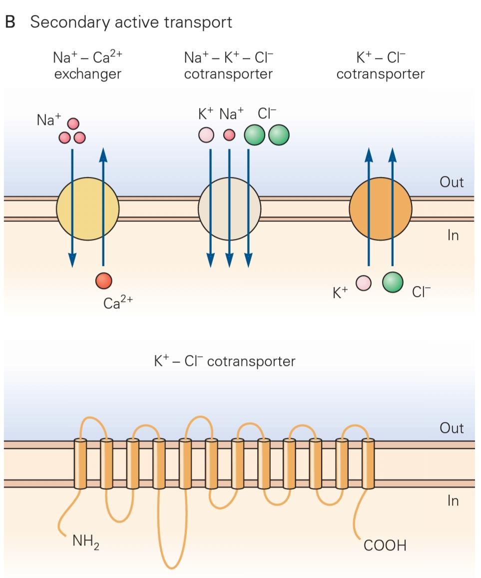 شکل 9-5 پمپ‌ها و انتقال دهنده‌ها گرادیان غلظت شیمیایی یون‌های +Na+، K+، Ca2 و-CI را تنظیم می‌کنند قسمت دوم