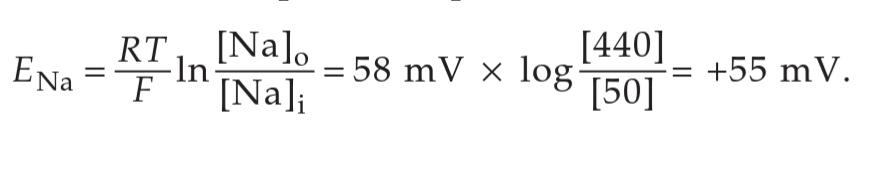 پتانسیل غشا را به سرعت به سمت پتانسیل تعادل سدیم (+Na)، 55+ میلی‌ولت سوق می‌دهد
