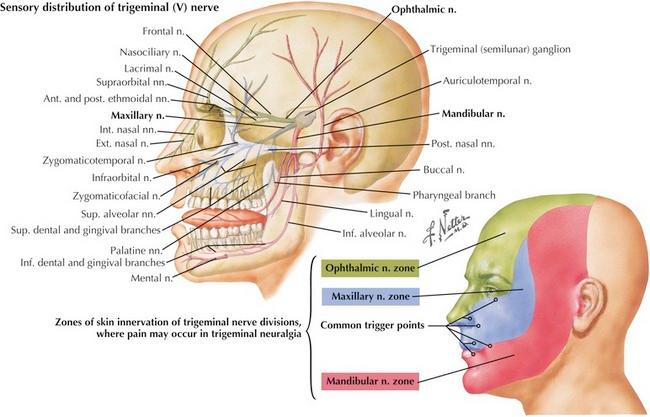 نواحی درگیر در نورالژی تری‌ژمینال (Trigeminal Neuralgia) و نقاط تحریک‌کننده (Trigger Zones)