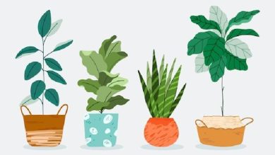 گفتار دوم – گفتار جانداران مؤثر در تغذیۀ گیاهی | جای خالی برای یادگیری فعال زیست