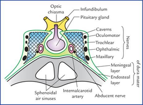 برش کرونال سینوس کاورنوس که روابط و محتویات آن را نشان میدهد