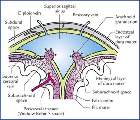 برش عرضی شماتیک از سینوس ساژیتال فوقانی که گرانولهای آراکنوئید و جذب CSF را نشان میدهد