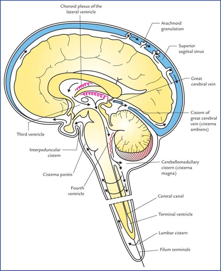 گردش مایع مغزی-نخاعی از محل تشکیل آن در شبکههای مشیمیه بطن جانبی تا محل جذب آن در سینوس ساژیتال فوقانی