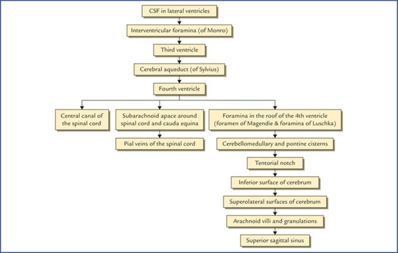 گردش و جذب CSF در نمودار جریان