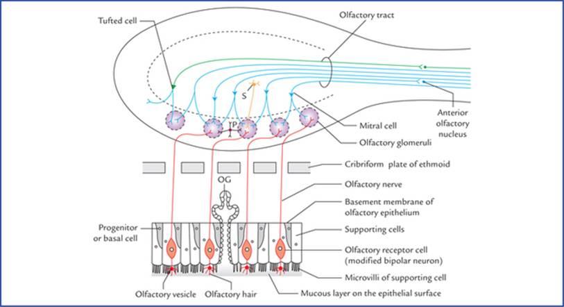 اجزای سلولی اپیتلیوم بویایی و پیاز بویایی