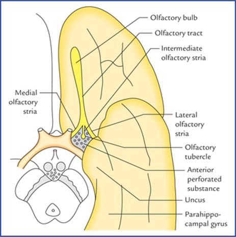 برخی از ساختارهای بویایی مربوط به قسمت قدامی قاعده مغز