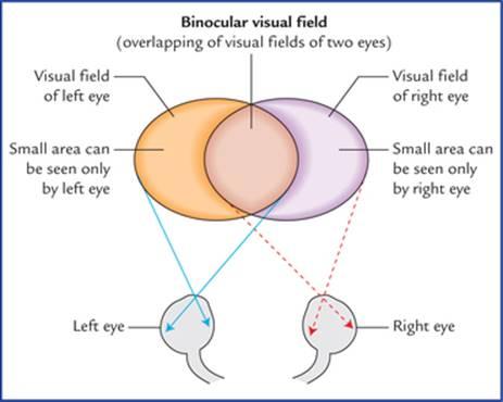 میدانهای بینایی دو چشم و میدان بینایی دو چشمی