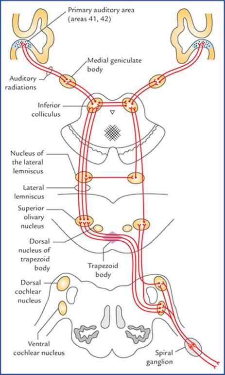 مسیرهای شنوایی