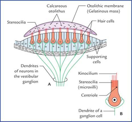 ساختار ماکولا. (ب) یک سلول مویی بزرگ شده که کینوسیلیوم را نشان