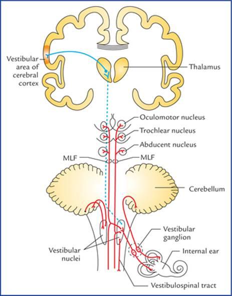 مسیرهای عصبی برای ارتباطات تعادل-مرکزی. (MLF = دسته طولی داخلی)