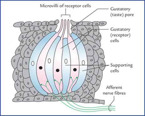 ساختار جوانه چشایی (گیرنده چشایی). سلولهای چشایی (گیرنده چشایی) حاوی وزیکولهای سیناپسی هستند