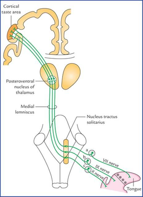 مسیرهای چشایی