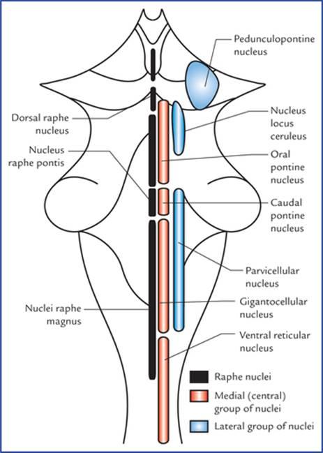 نمودار شماتیک برای نشان دادن هستههای مشبک در ساقه مغز