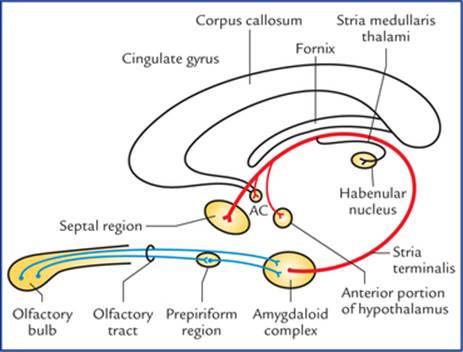 ساختارهای تشکیلدهندهی هیپوکامپ