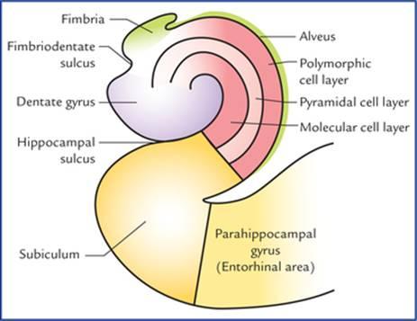 بخش تاجی هیپوکامپ و ساختارهای مرتبط