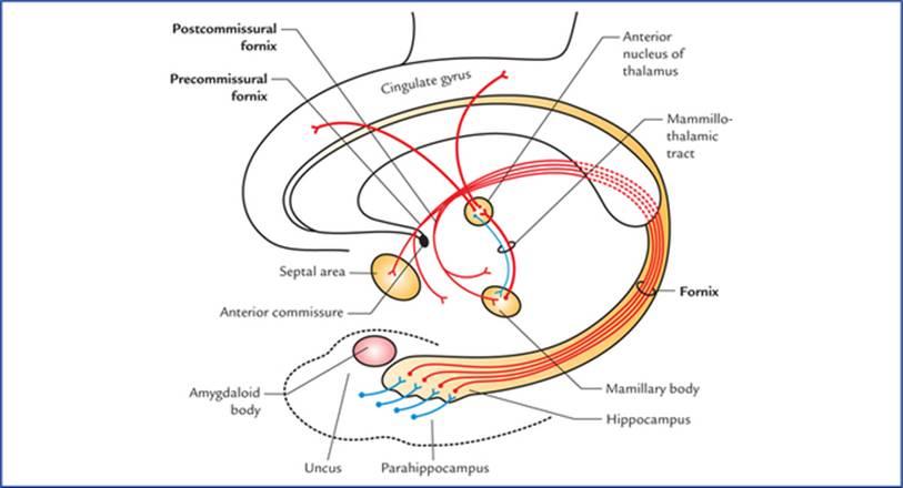 اتصالات هیپوکامپ