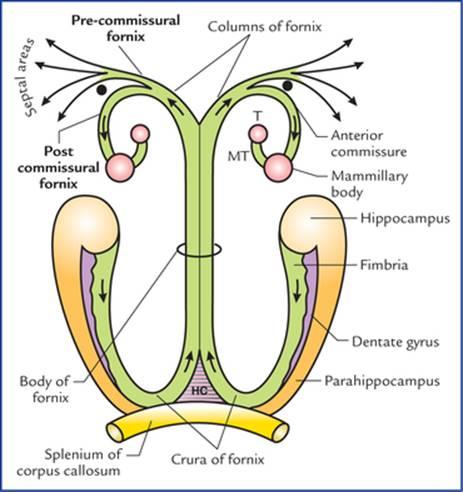 نمودار شماتیکی که بخشهایی از فورنیکس و اتصالات آن را نشان میدهد