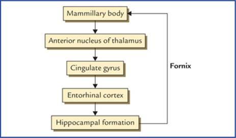 مدار پاپز شامل ساختار لیمبیک زیر است فلوچارت