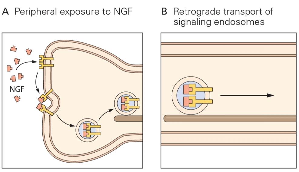 شکل 20-9 نوروتروفینها واسطههای درد هستند. قسمت دوم