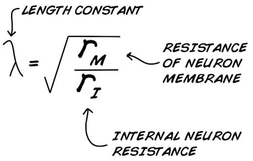 ثابت طولی نوروبیولوژی