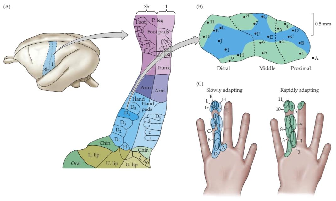 شکل نورونها در قشر حسی-پیکری اولیه، ستونهای عملکردی متمایزی را تشکیل میدهند
