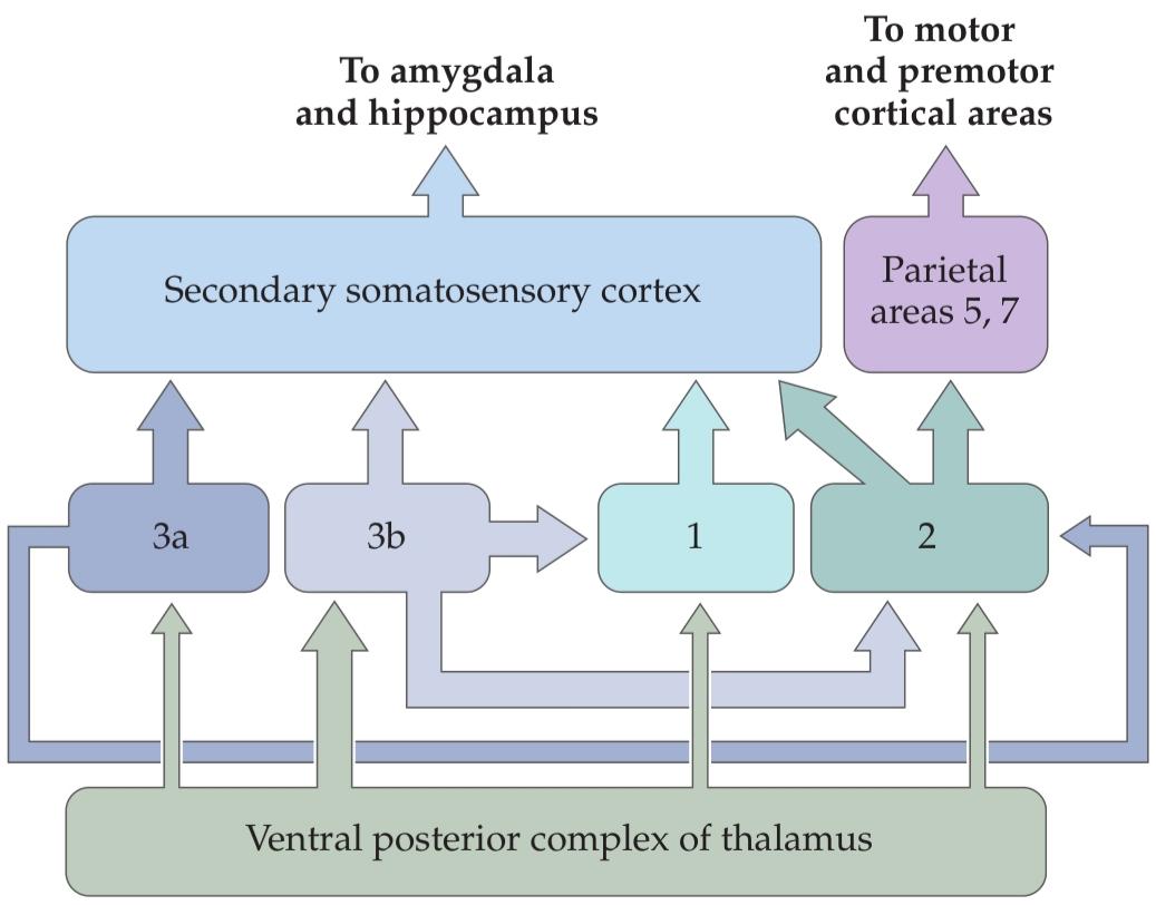 اتصالات درون قشر حسی-پیکری، سلسله مراتب عملکردی را ایجاد میکنند