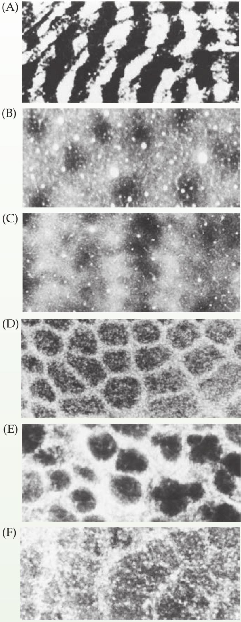 شکل نمونههایی از زیرساختارهای مدولار تکرارشونده در مغز پستانداران