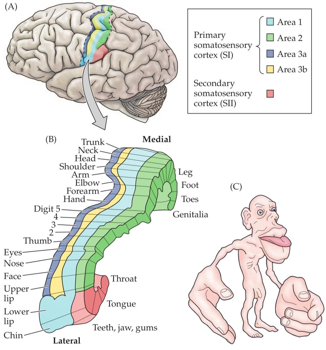 شکل ترتیب سوماتوتوپیک در قشر حسی-پیکری اولیه انسان