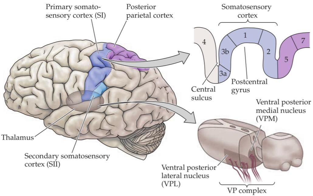 بخشهای حسی-پیکری تالاموس و اهداف قشری آنها در شکنج پسمرکزی