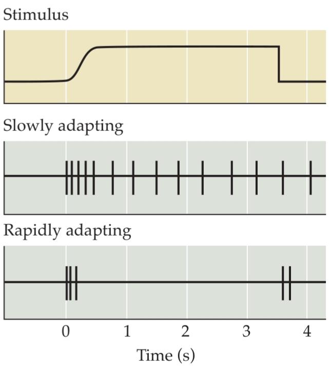 شکل گیرندههای مکانیکی با سازگاری آهسته و سریع، اطلاعات متفاوتی ارائه میدهند