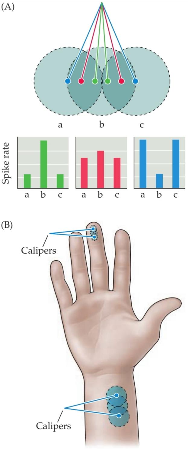 شکل میدانهای گیرنده و آستانه تمایز دو نقطهای