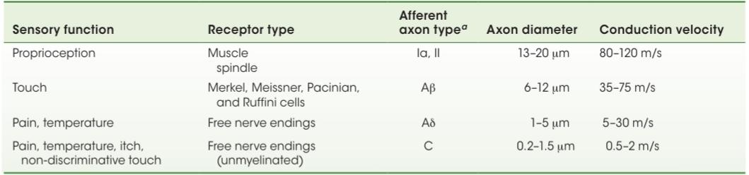جدول ۹.۱ آورانهای حسی-پیکری که گیرندهها را به سیستم عصبی مرکزی متصل میکنند