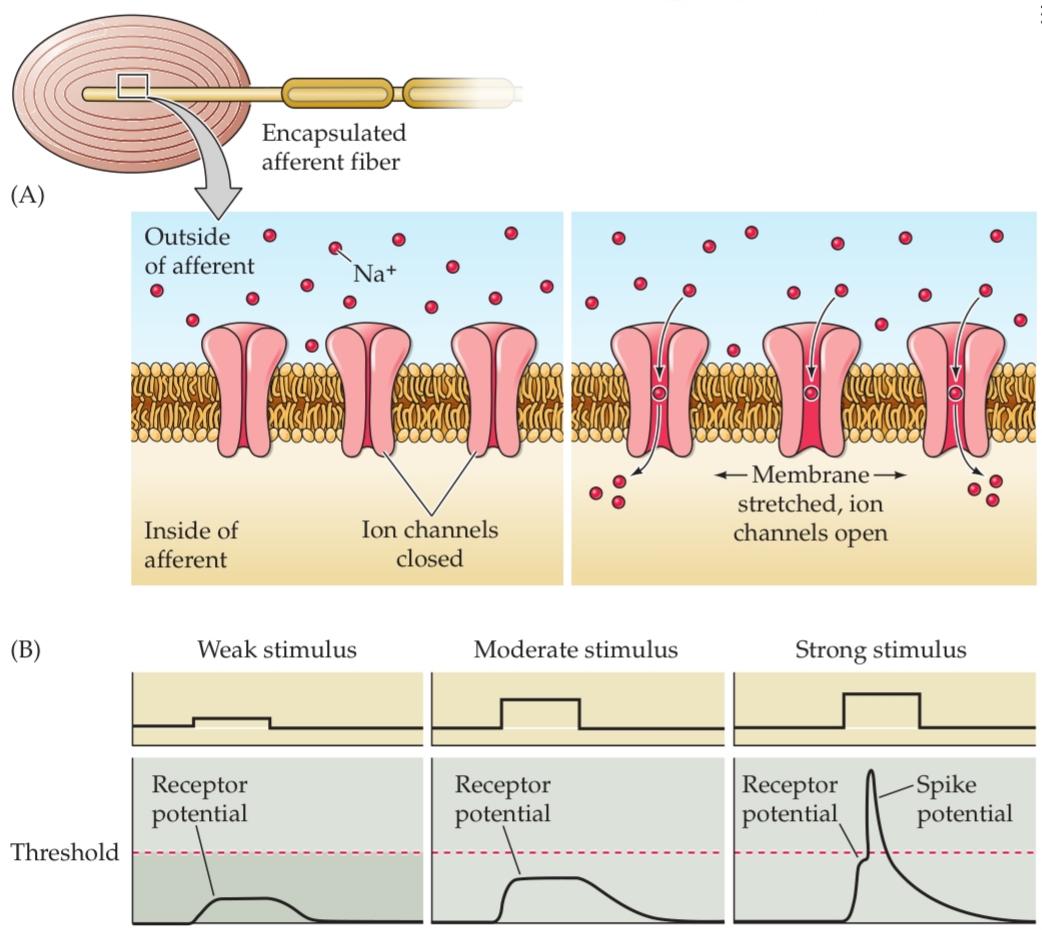 شکل انتقال در یک آوران مکانیکی-حسی